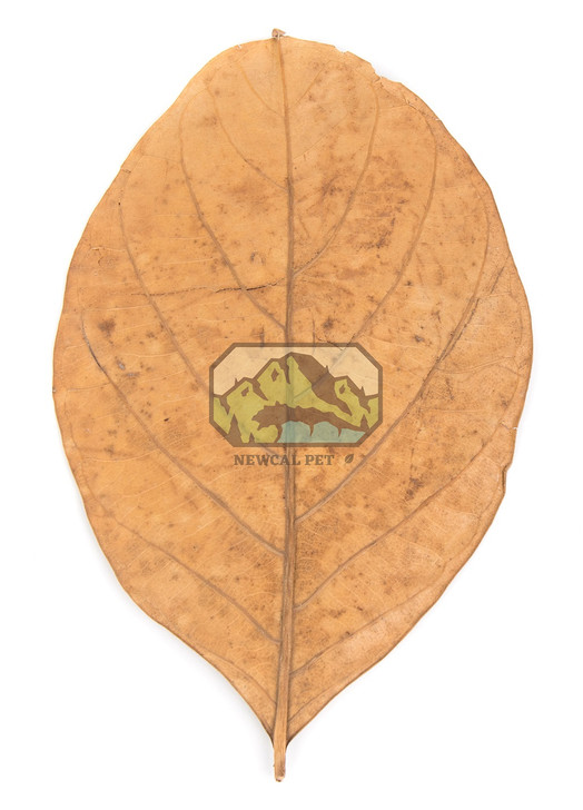 Jack Fruit Leaves (10 Pack)