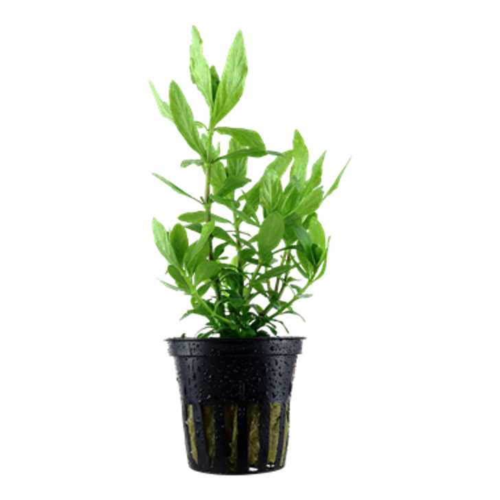 Potted Hygrophila Polysperma