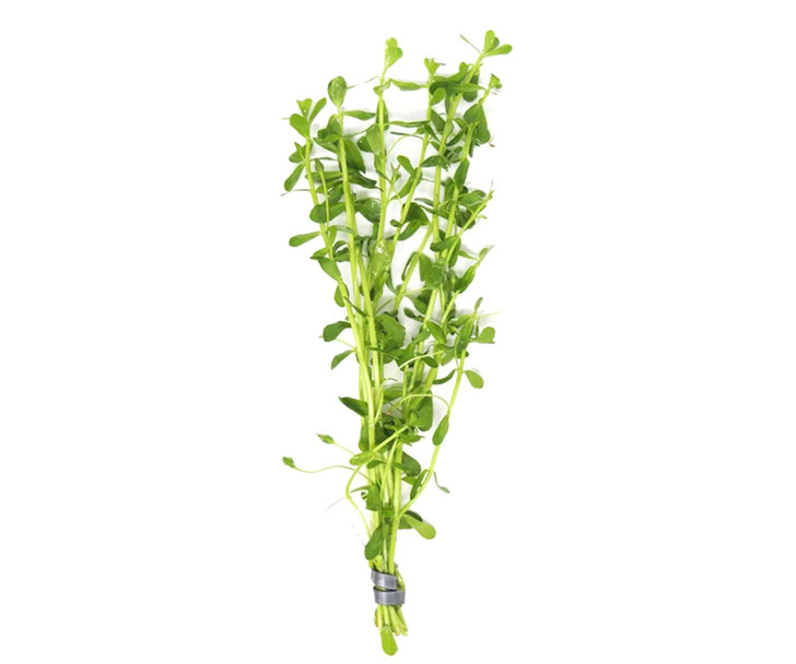 Bacopa Monnieri (Moneywort) Bundle