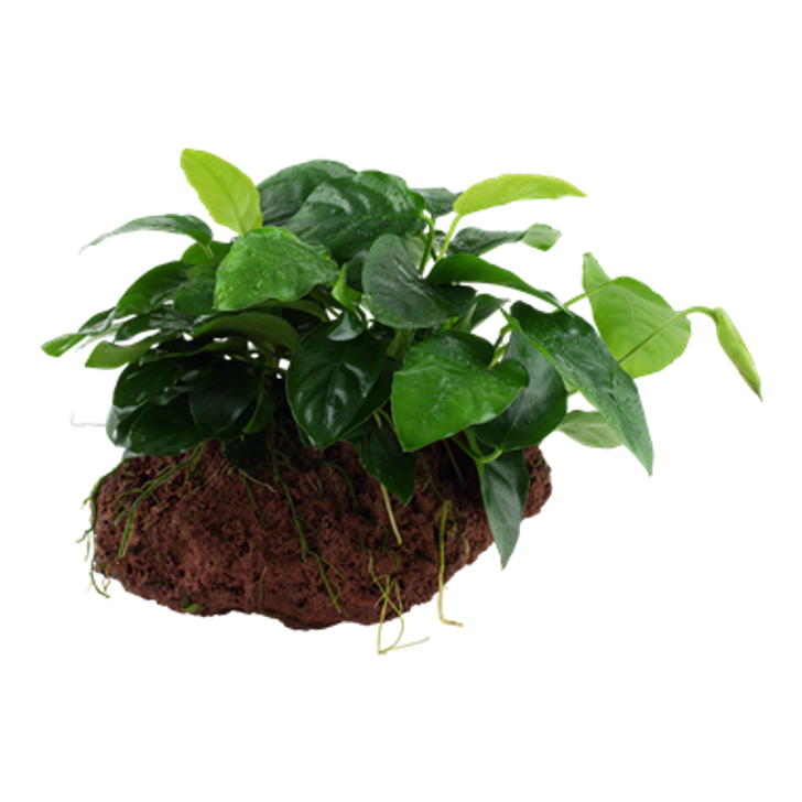 Anubias barteri var. nana on Lava Stone (5 to 6 inches)