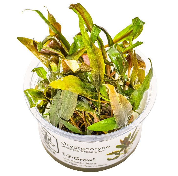 1-2-Grow! Cryptocoryne Undulatus 'Broad Leaf'
