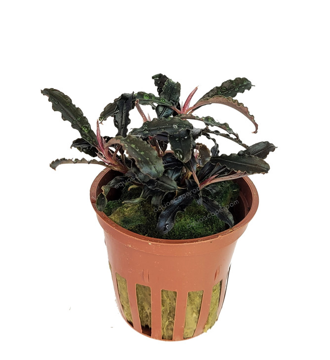 Bucephalandra sp. Mahakam 2株 Bucephalandra sp. 'Kedagang' for Sale | Aquarium Plants in Canada