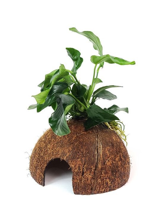 Anubias Nana on Coconut *COCONAN