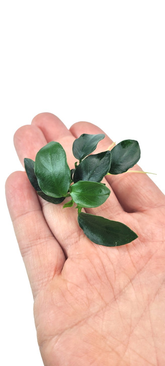Anubias Nana Petite