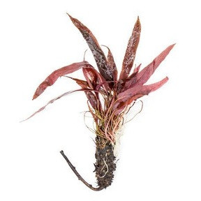 Barclaya Longifolia Red