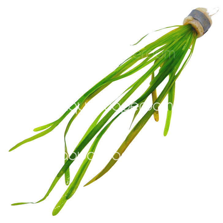 Vallisneria Spiralis