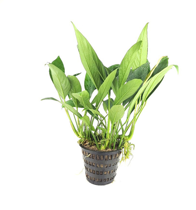 Anubias 'Lanceolata' XL Pot *MPLC