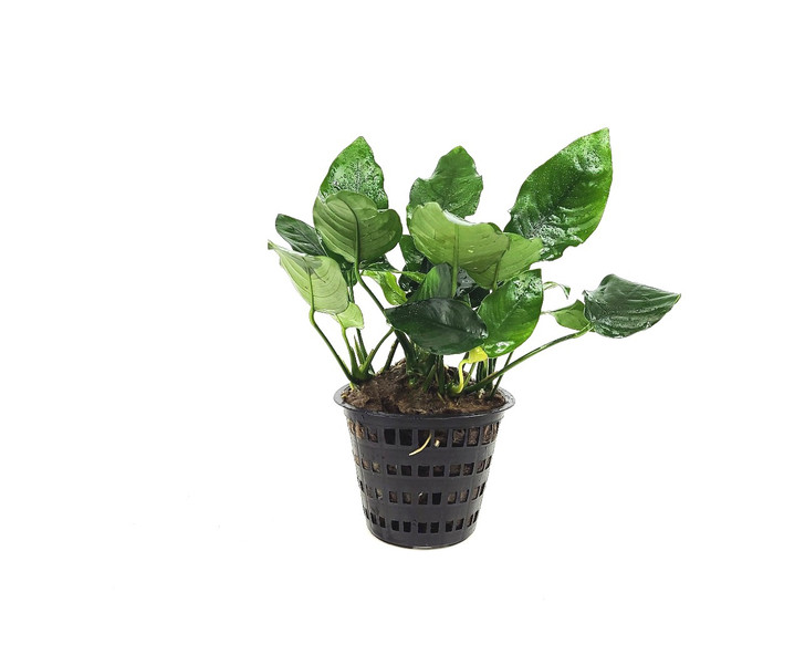 Anubias 'Nana' XL Pot *MPNA