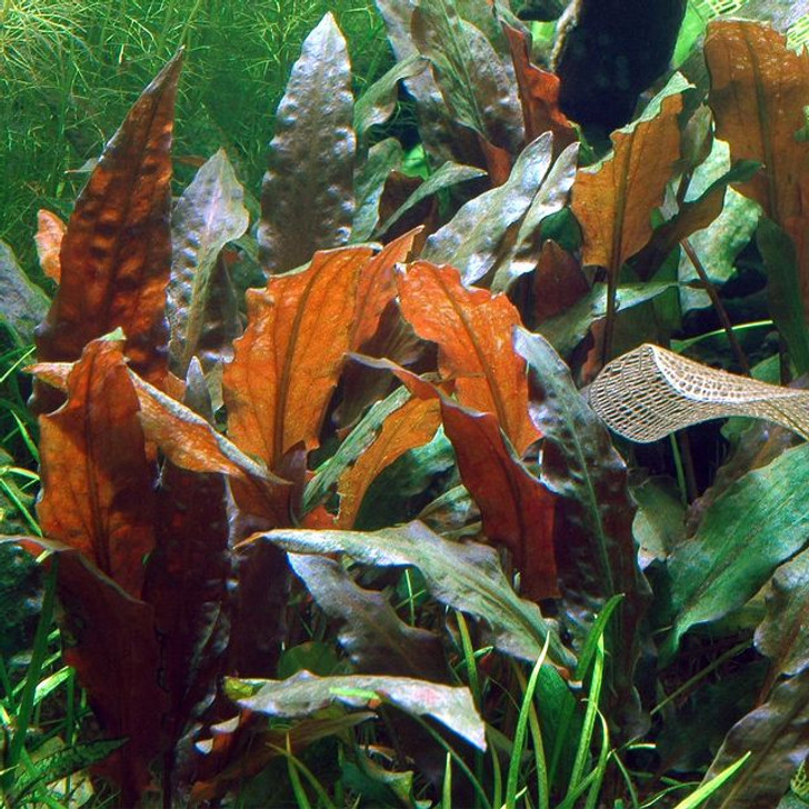 Potted Cryptocoryne Wendtii 'Affinis Red'