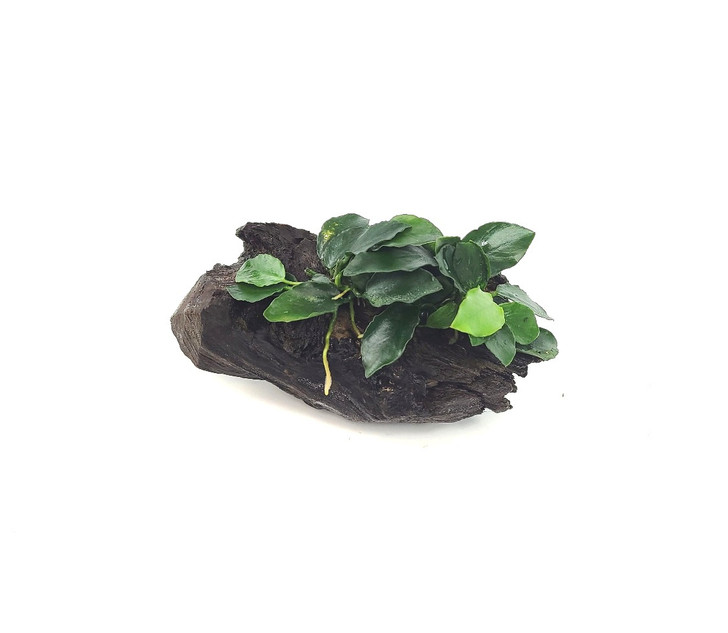  Anubias Nana Long Wavy on Driftwood *LWDFT