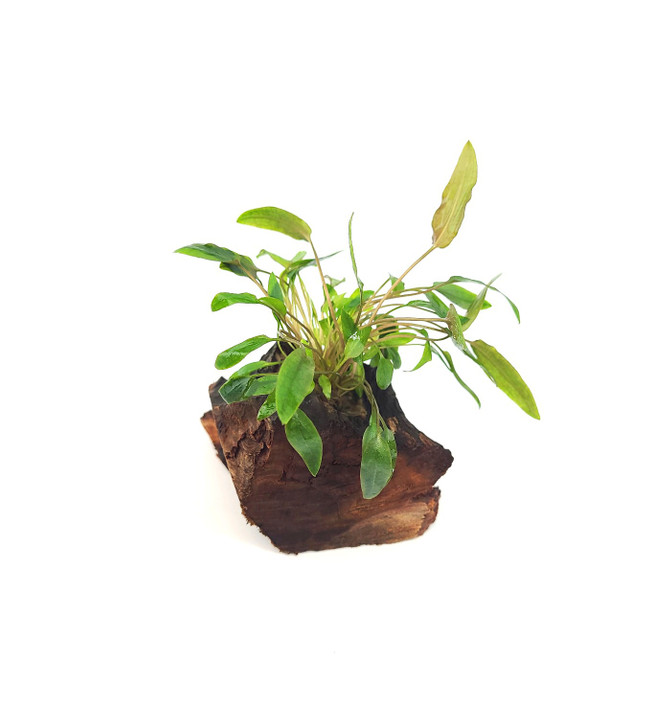 Cryptocoryne Wendtii Mioya on Driftwood