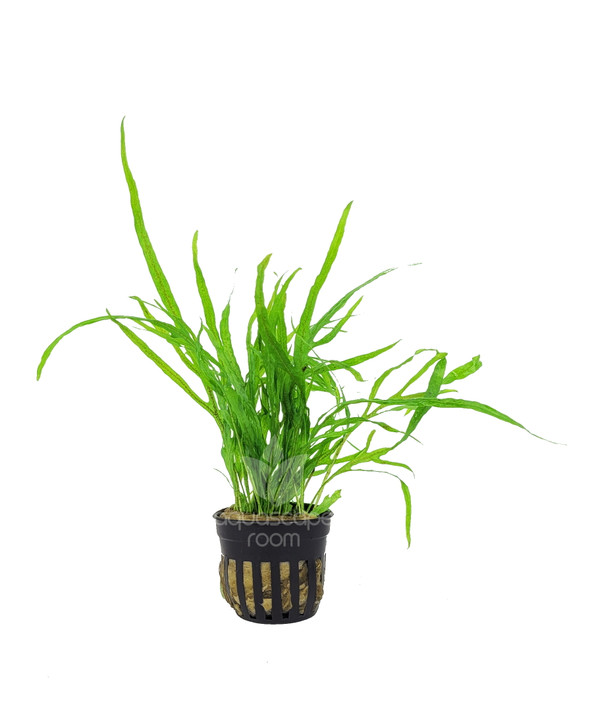 Potted Microsorum Pteropus 'Trident Mini'