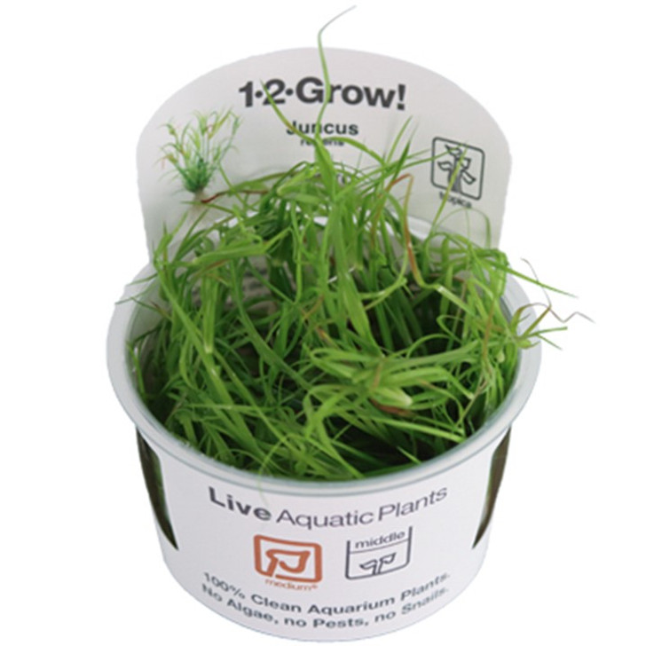 1-2-Grow! Juncus Repens