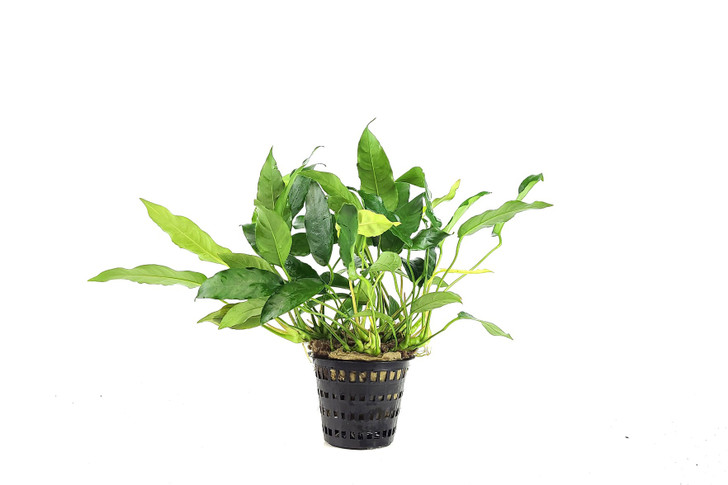 Anubias 'Short and Sharp' Mother Plant *MPSS