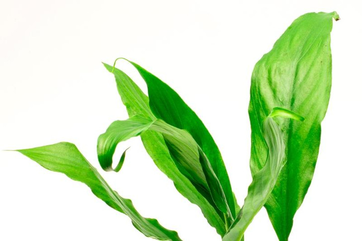 Spathiphyllum Wallisii (Peace Lilly)