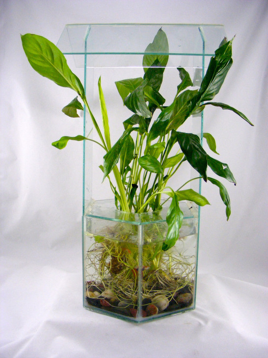 Spathiphyllum Wallisii (Peace Lilly)