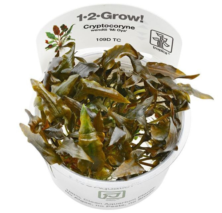 1-2-Grow! Cryptocoryne 'Mi Oya'