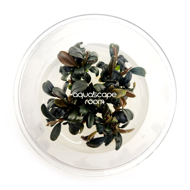 Bucephalandra Brownie Phoenix Tissue Culture | Rare Buce Canada
