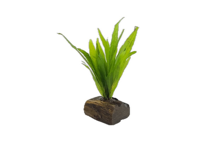 Microsorum Pteropus on Driftwood Nano *MPNW