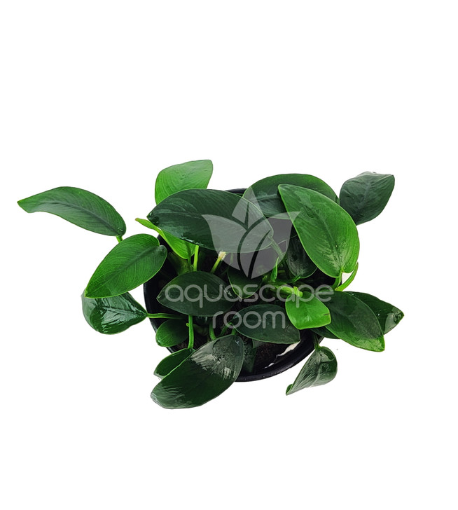 Potted Anubias Nana Bonsai