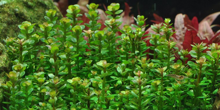 1-2-Grow! Rotala 'Bonsai'