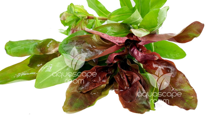 Ammannia Senegalensis Bundle