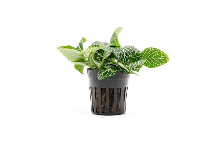 Potted Fittonia Albivenis