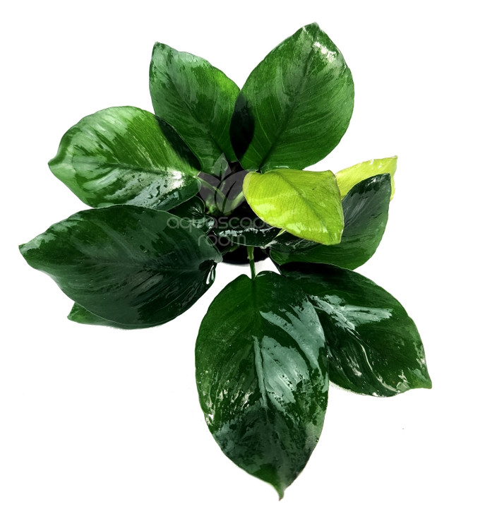 Potted Anubias Nana Diamond