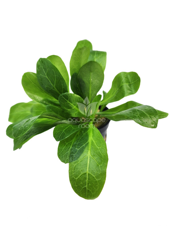 Potted Samolus Parviflorus Green