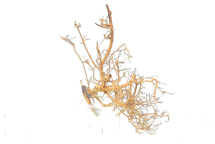 Caspian Driftwood *CP082M
