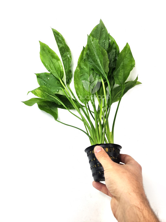 Echinodorus Bleheri (Amazon Sword) XL