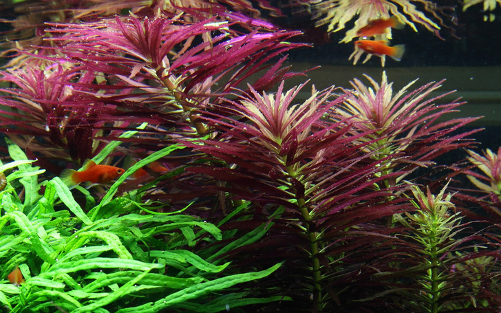 Limnophila Aromatica (Hippuridoides) Bundle