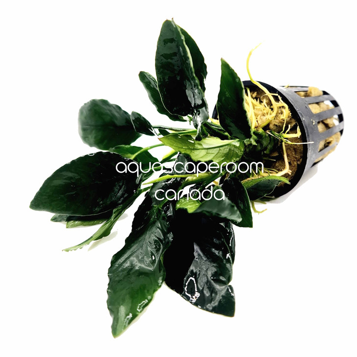 Anubias 'King Kong'