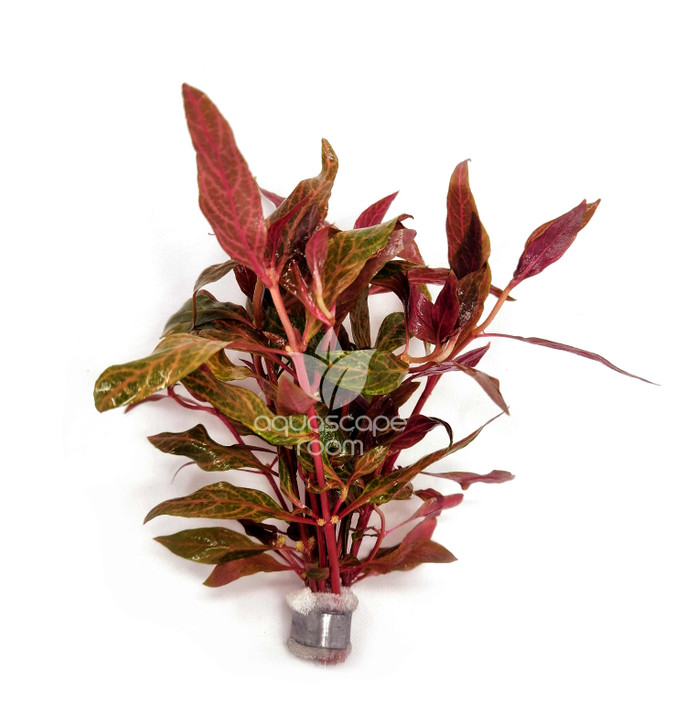 Alternanthera Reineckii Rosanervig Bundle