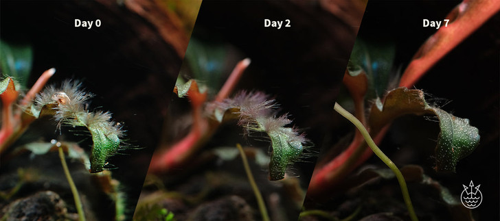 APT F/ Fix Lite (Algae Treatment)