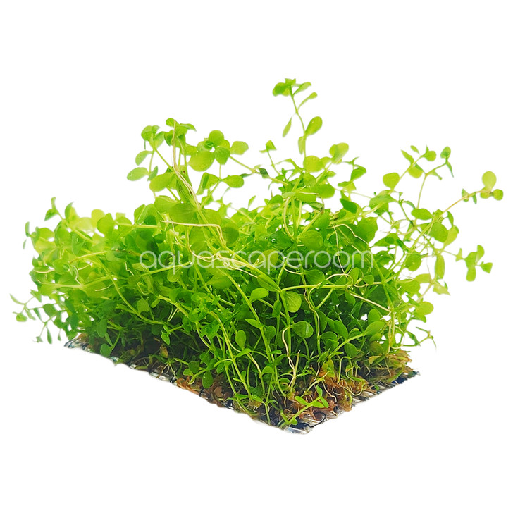 Micranthemum 'Monte Carlo' On Mat