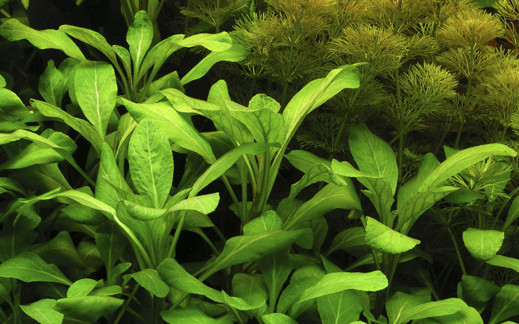 Lobelia 'Cardinalis' Bundle