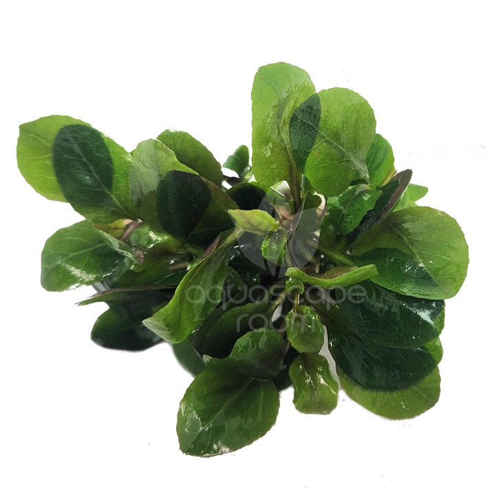 Lobelia 'Cardinalis' Bundle