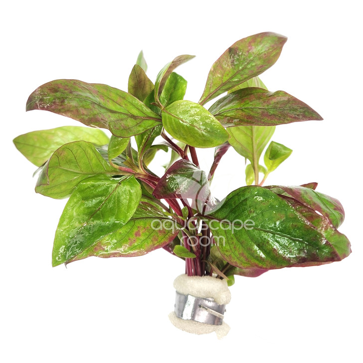 Alternanthera Reineckii 'Red Broad' Bundle