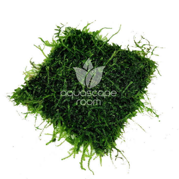 Taxiphyllum Barbieri 'Java Moss' on Mat