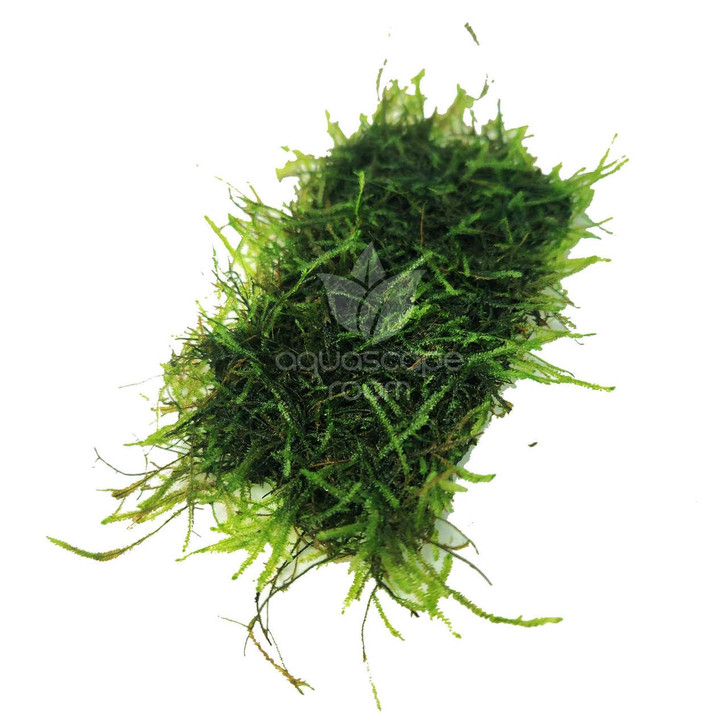 Taxiphyllum Barbieri 'Java Moss' on Mat