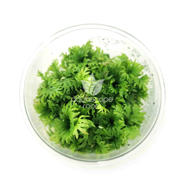 Ceratopteris Thalictroides (Water Sprite) Tissue Culture