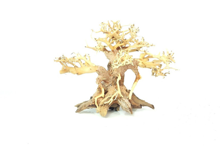 Dragon Bonsai Driftwood