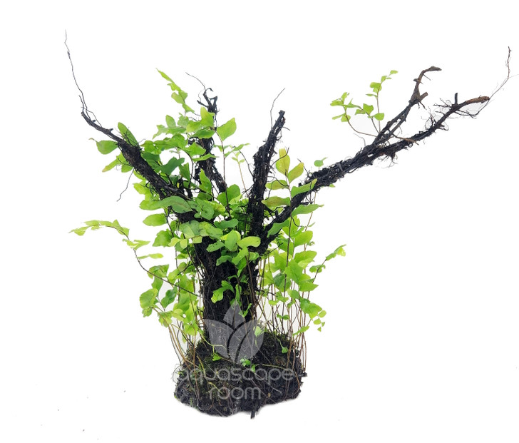 Adiantum Philippense  On Vine Wood