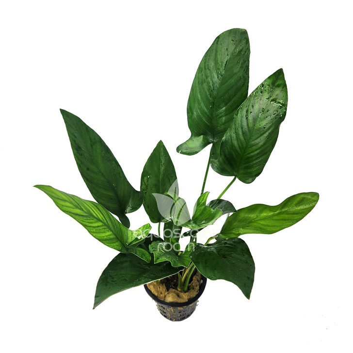 Anubias 'Hastifolia' XL Pot