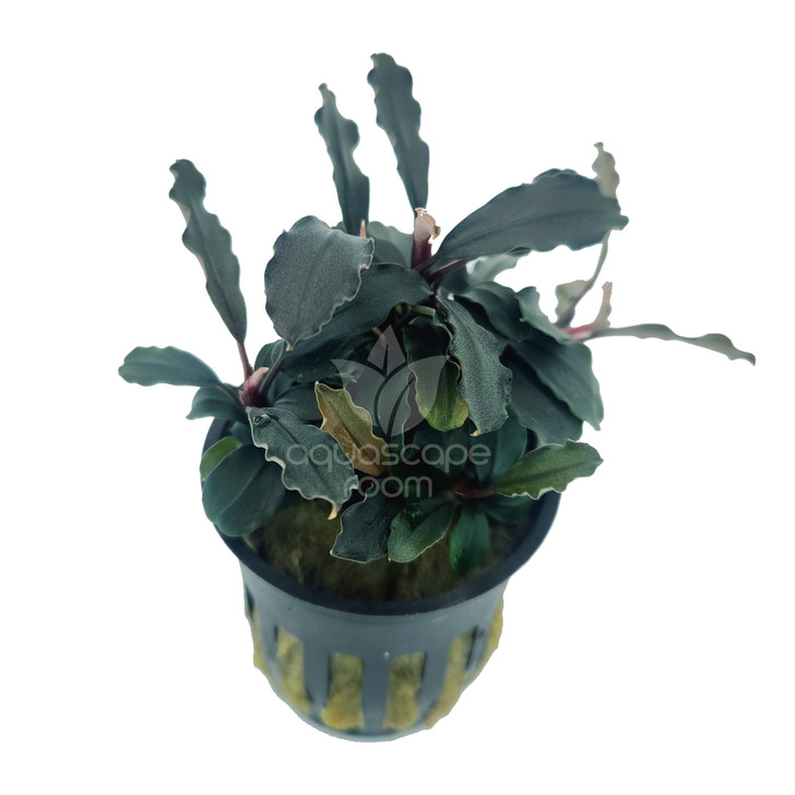 Bucephalandra sp. Ghost Ulu Kapus for Sale | Aquarium Plants in Canada