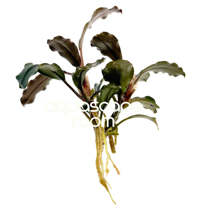 Bucephalandra sp. Ghost Ulu Kapus (Farmed)