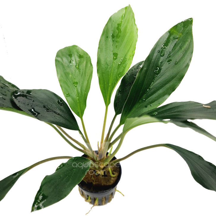 Homalomena sp. Broad Cuneate (Red Stem)