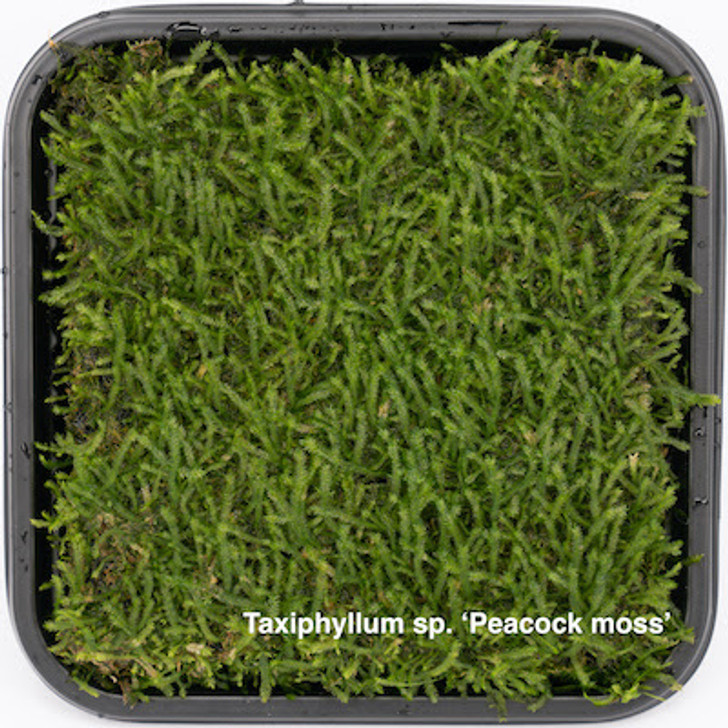 Taxiphyllum peacock moss ADA Wabi Kusa 