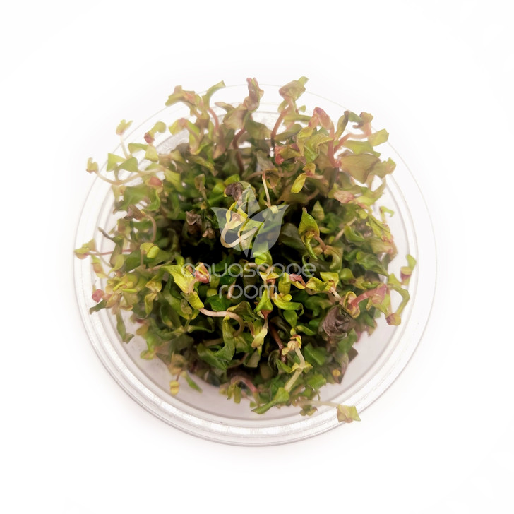 Rotala Macrandra 'Japan' Tissue Culture